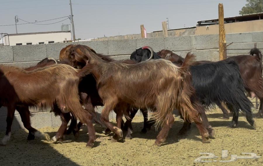 قبرصيات دهم فواخر العدد 864441540167553113