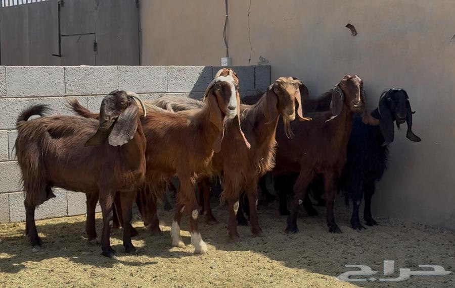 قبرصيات دهم فواخر العدد 864441540167553112