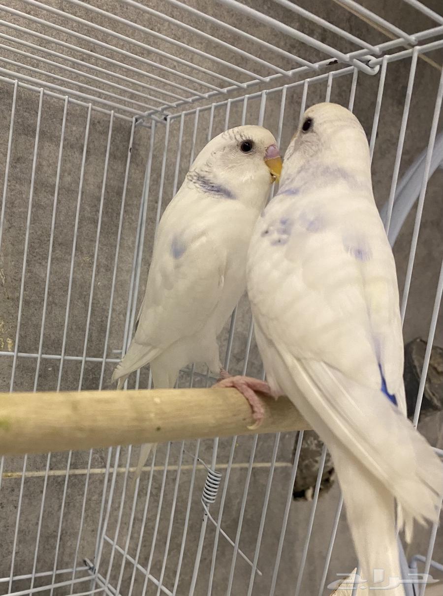 للبيع زوج بادجي سنقل سبنقل بندر فاكتور جاهز للانتاج64434510888195110