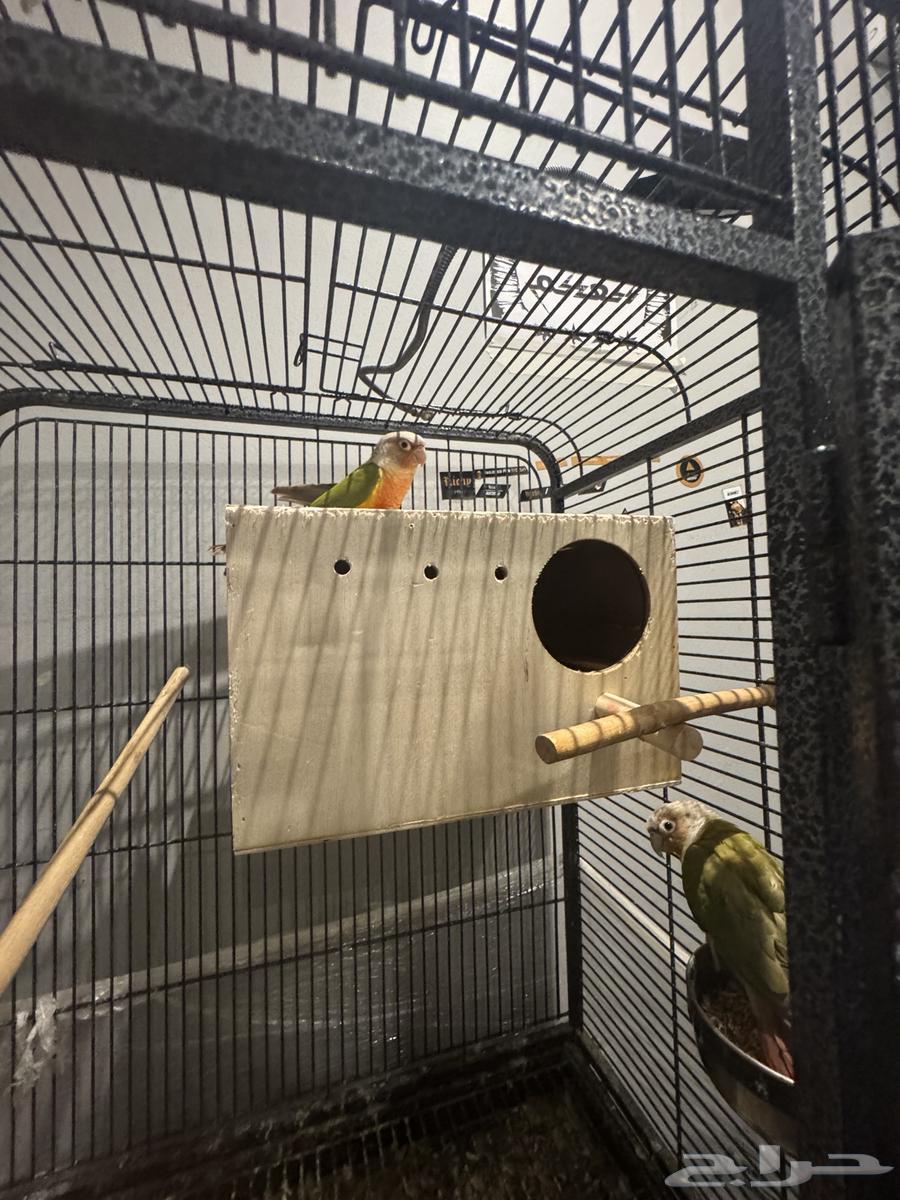 زوج كنيور اناناس رد فاكتوري و دره هولندي لاتينو مباع64439637131394112