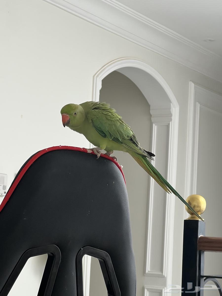 بيع درة عمره من 5 الى 6 شهور64437584863747110