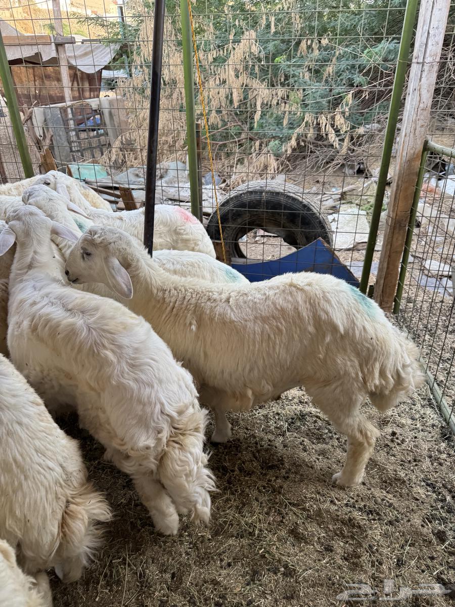 للبيع طليان ورخال حري من الطايف64441267247491111