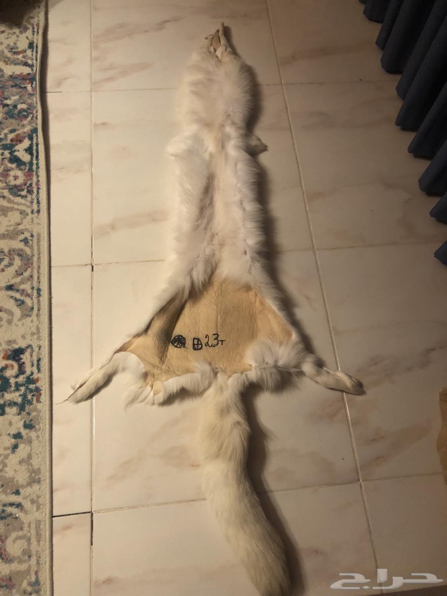 فروت الذئب الابيض الروسي64433859799169111