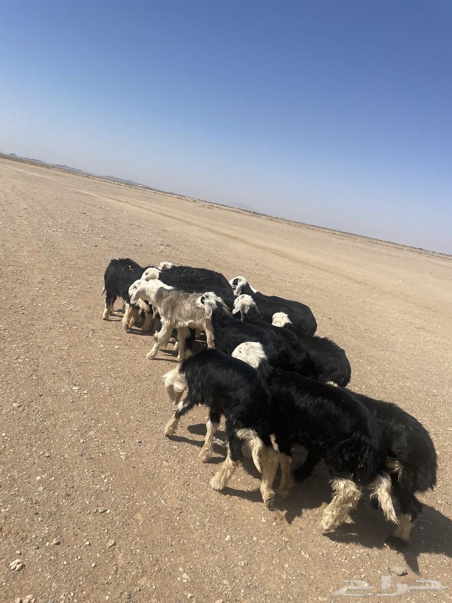 بهم نجد64435503985795111