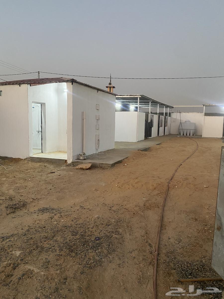 فرصة استثمارية مميزة لعشاق الخيل64436909854979114