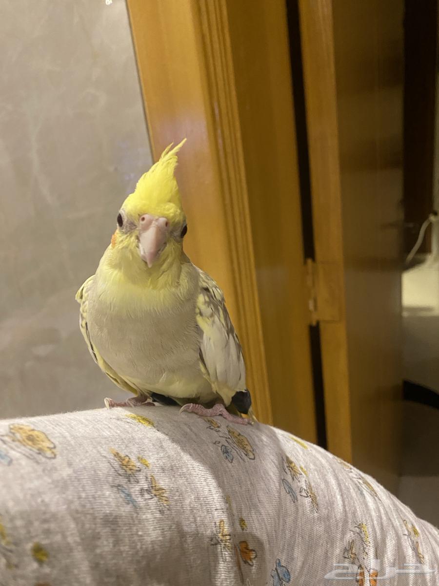 Birds64439774804483113