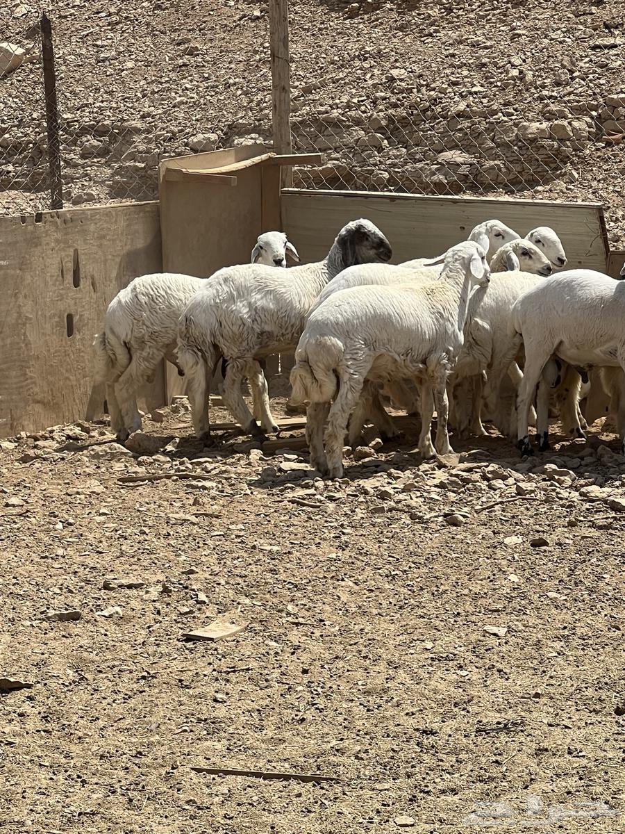 طليان للبيع اللي له رغبة يتواصل معي64435640608129112