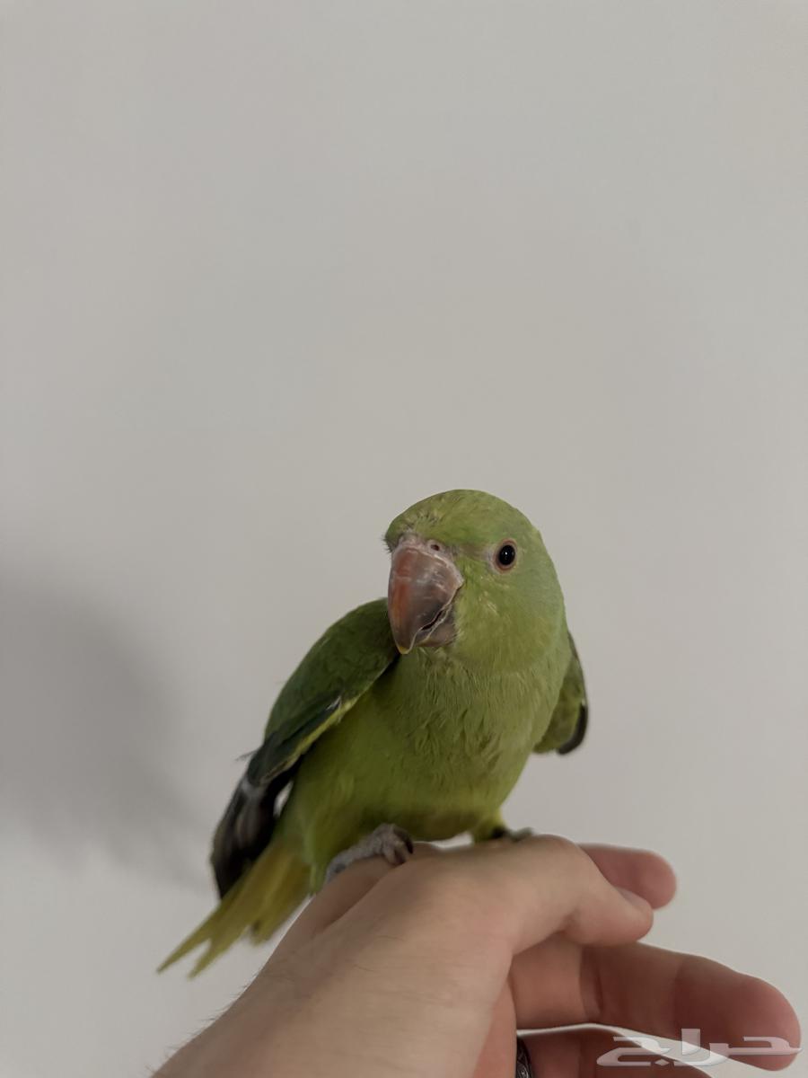 طائر درة اليف للبيع64437639166467113