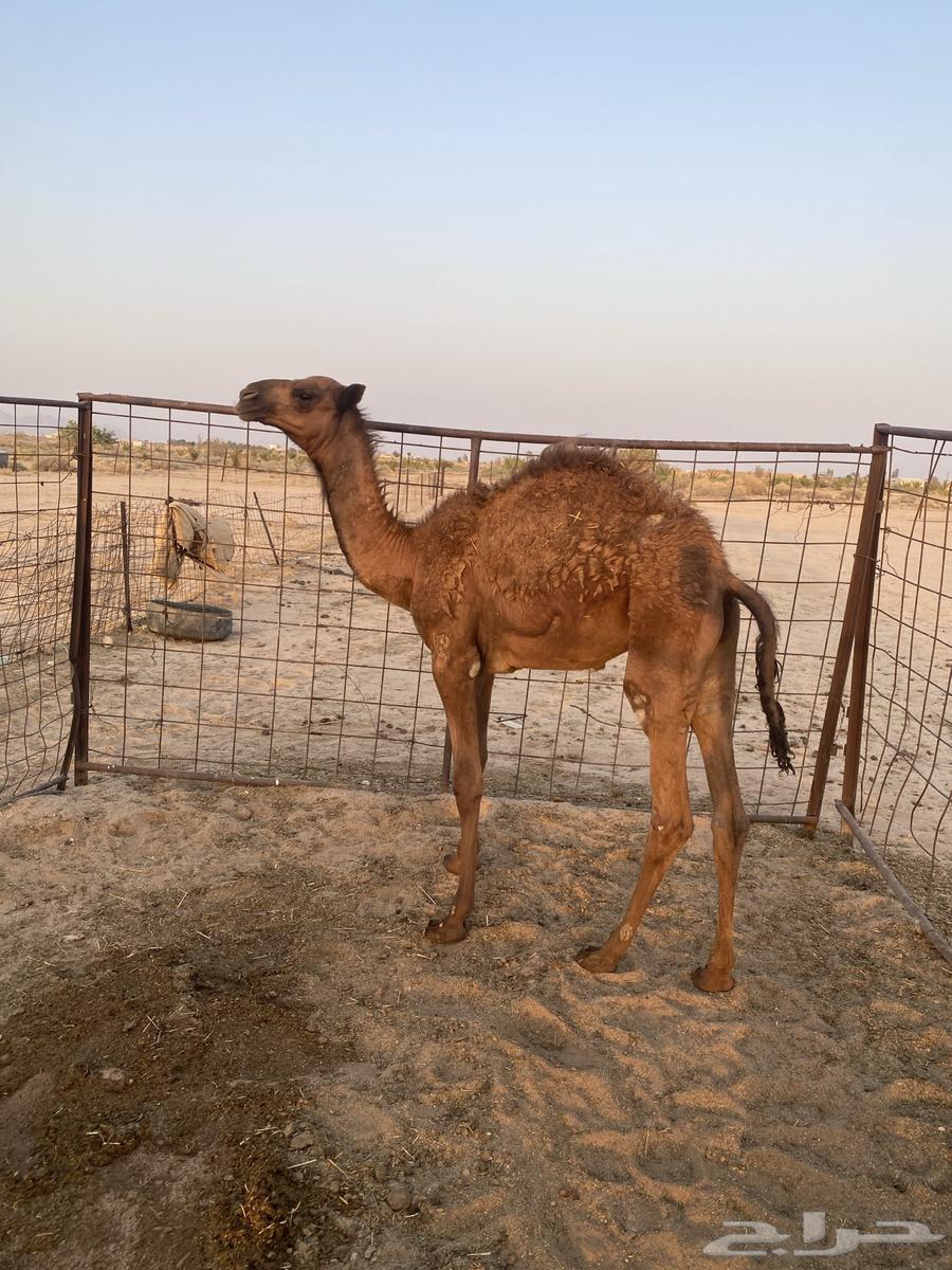 قعود للبيع64439051133697111