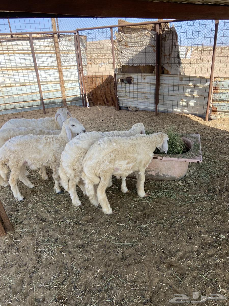 Lambs and goats for slaughter, refrigerated, with slaughtering and delivery.64445160633219112