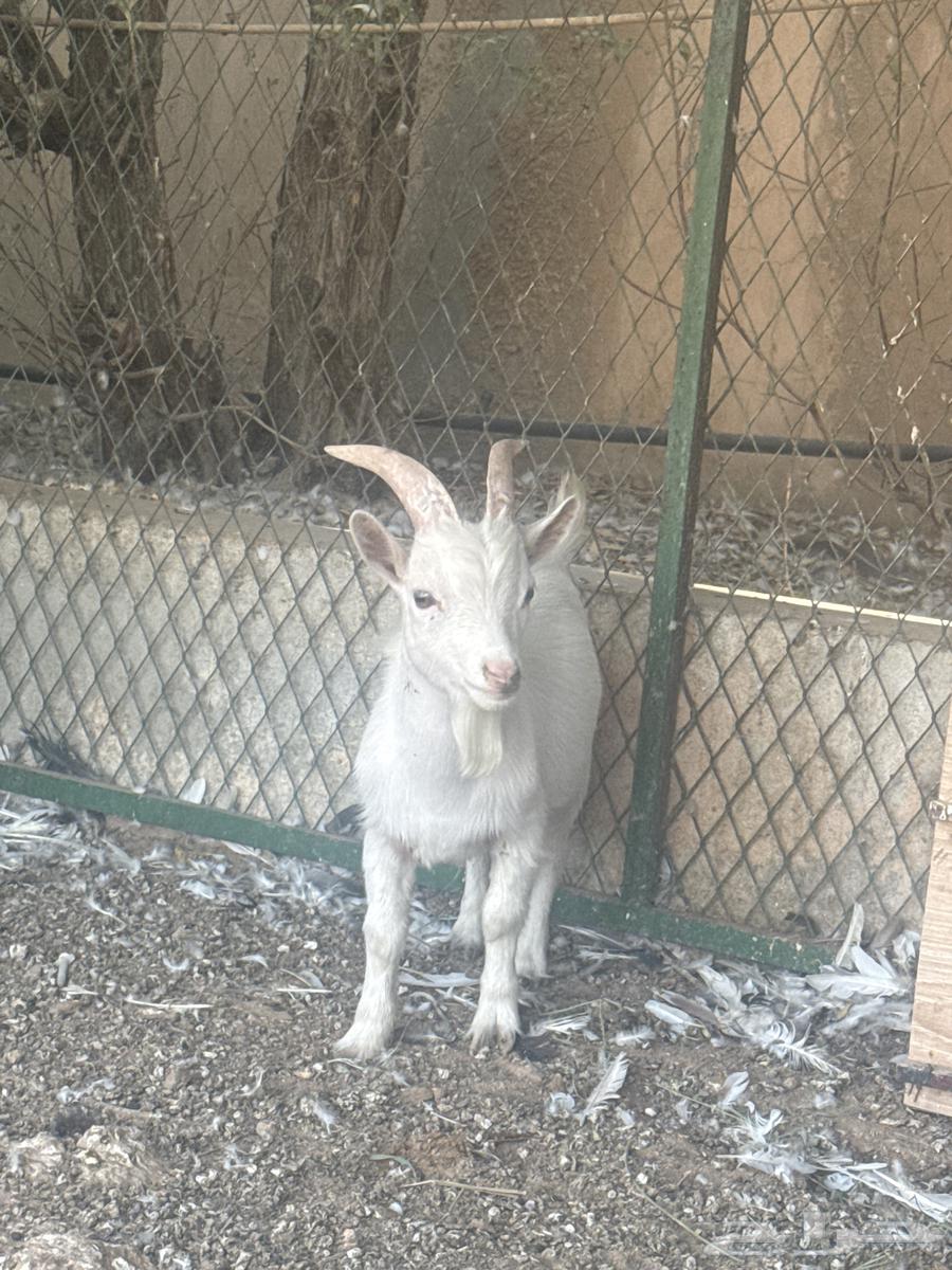 للبيع تيس ابيض قزم (( تم البيع ))64432741262593113