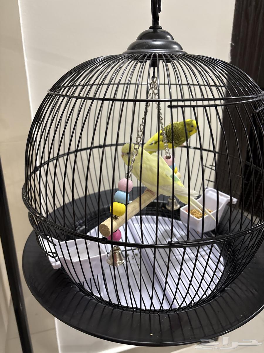 طيور مع قفص للبيع64440233029249110