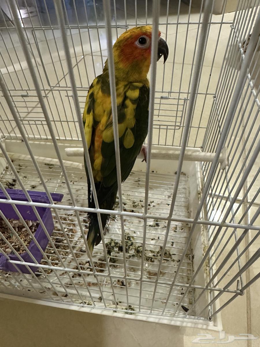 Senior Sun Parakeet, Talkative, with Internal and External Threat (Sold)64441567540611111