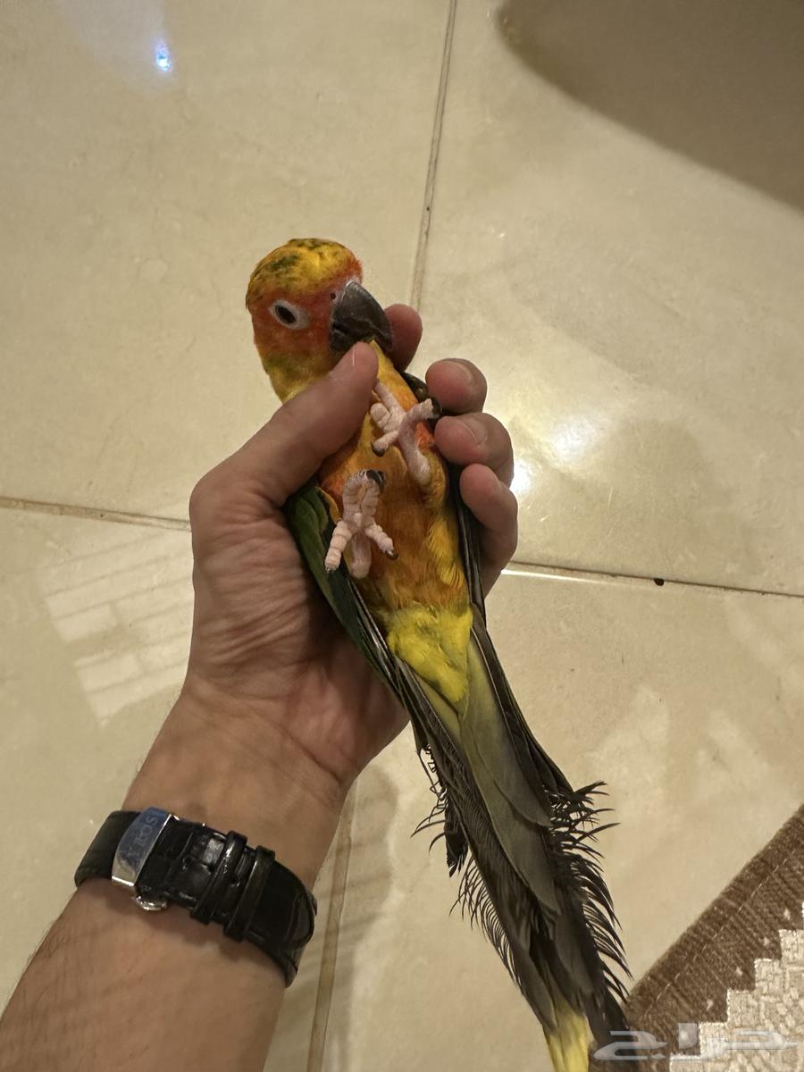 Senior Sun Parakeet, Talkative, with Internal and External Threat (Sold)64441567540611114