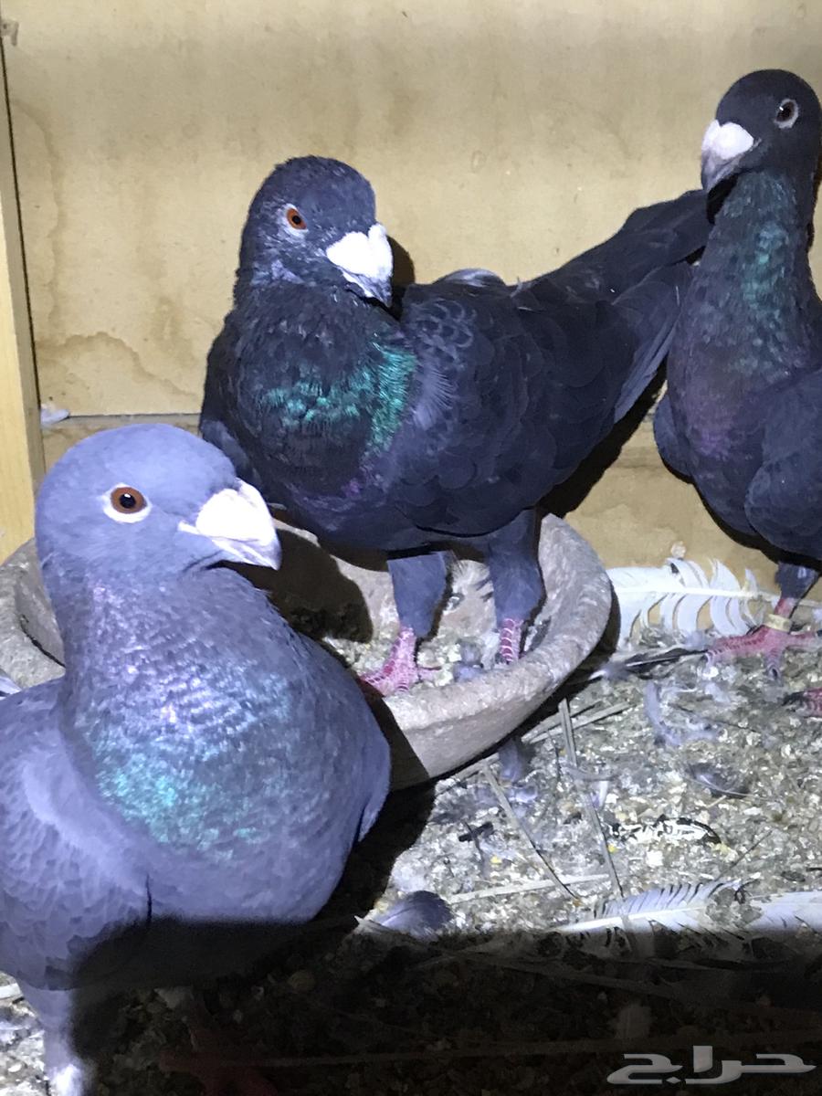 زوج هومر . وفردتين اناثي هومر مستوى توب وزوج لونق فيس64434578444163112