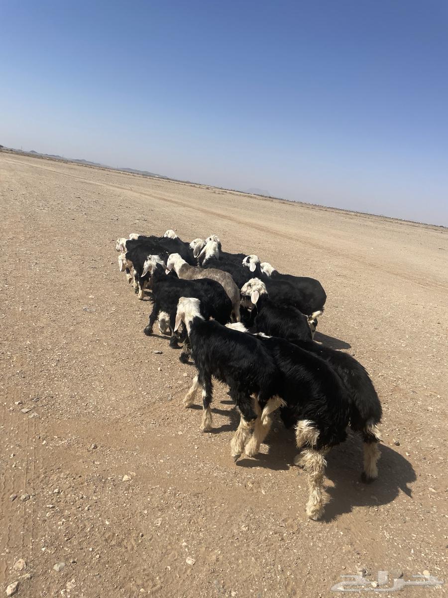 بهم نجد64435503985795112