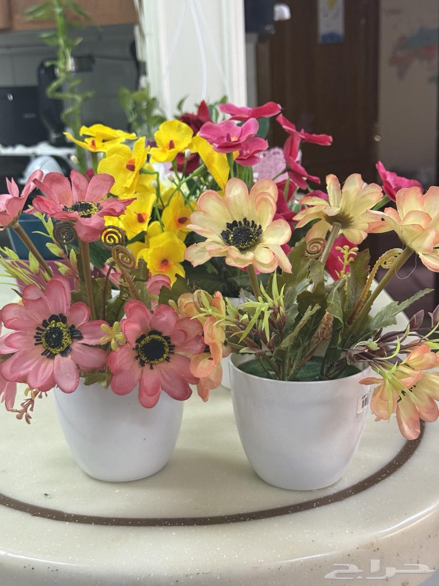 ورد زينة و ارفف64437004898563114