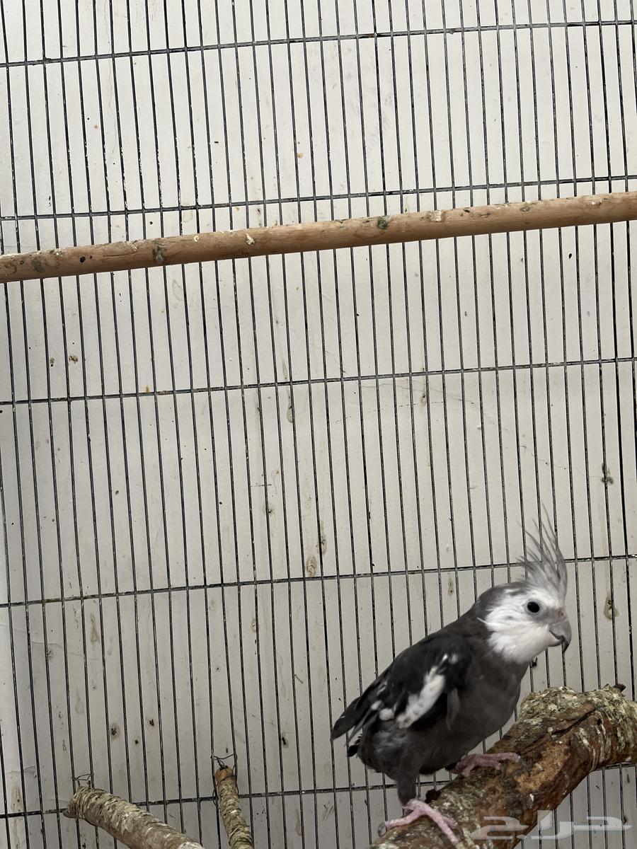 طيور كروان للبيع64437328635267112