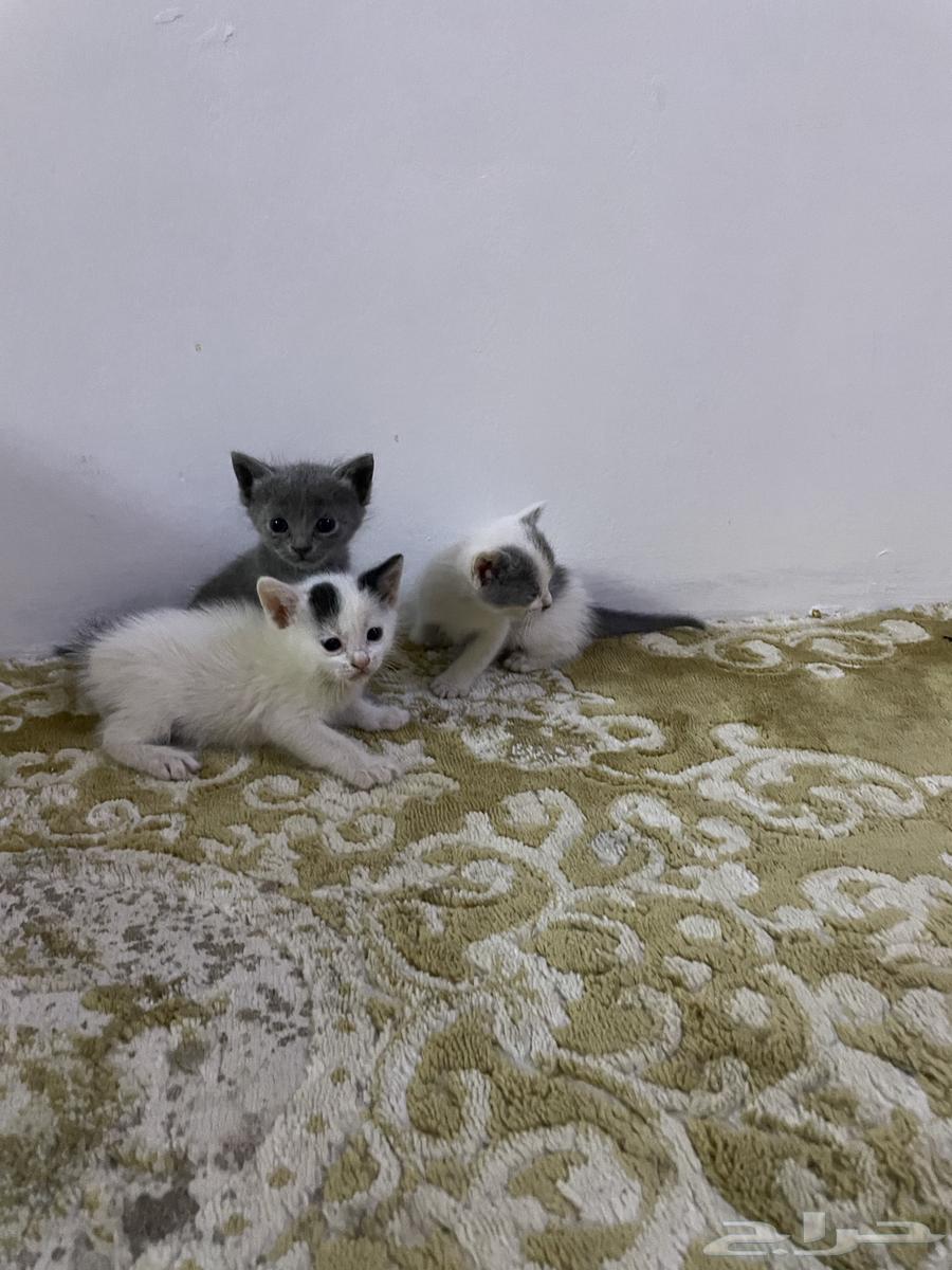 قطو للبيع64435596345345114