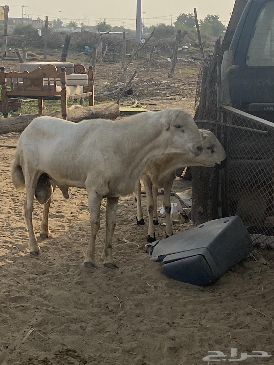 Sheep Stud Ram64438230389635112