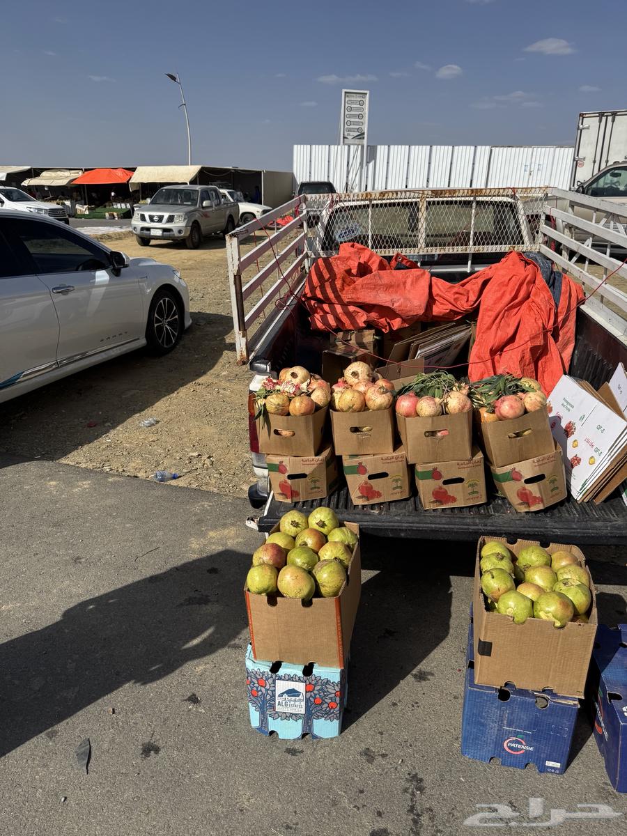 Pomegranate64433700069762110