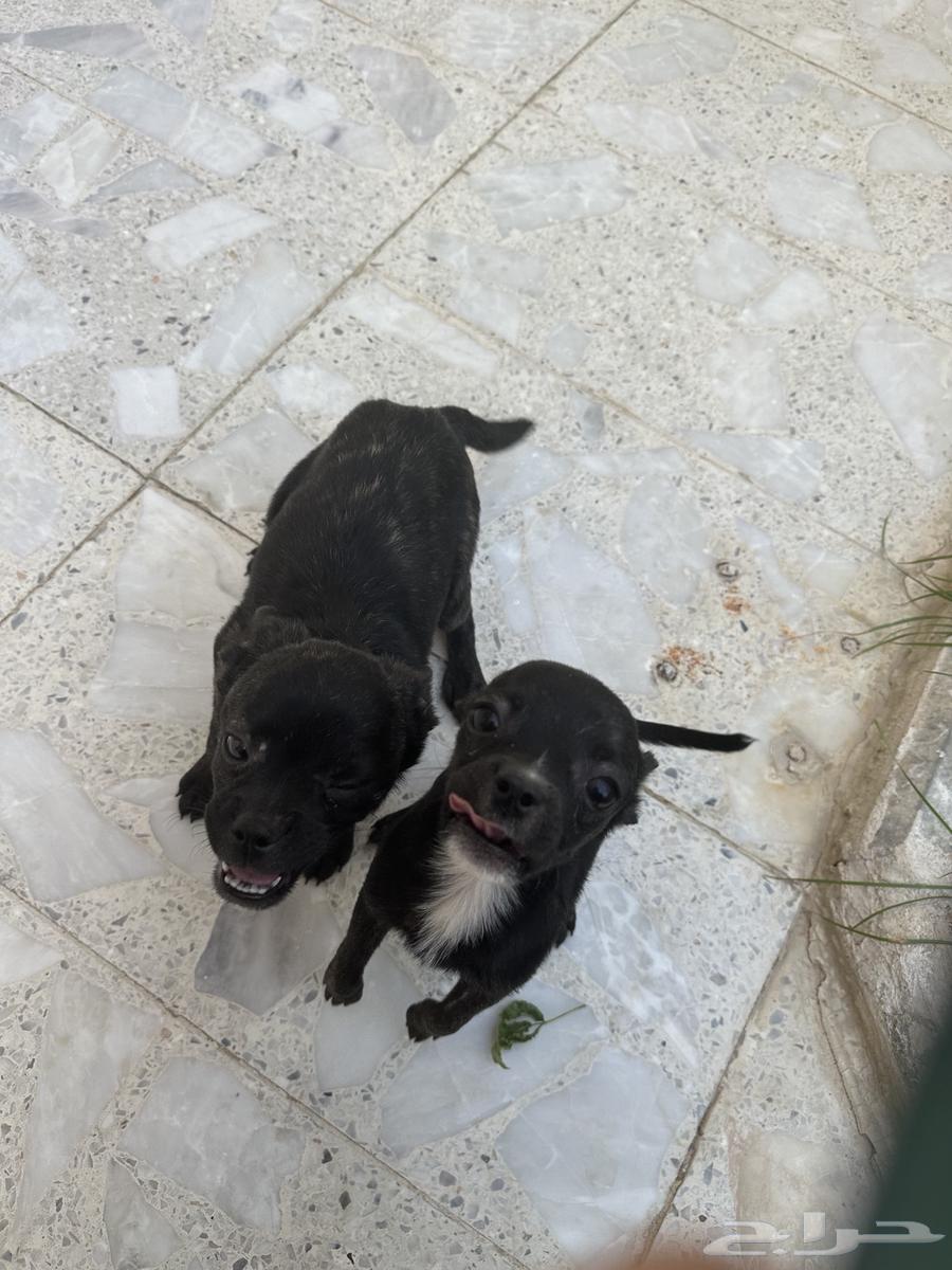 جراو فرنش بولدوغ و بومرينين64438525000066111