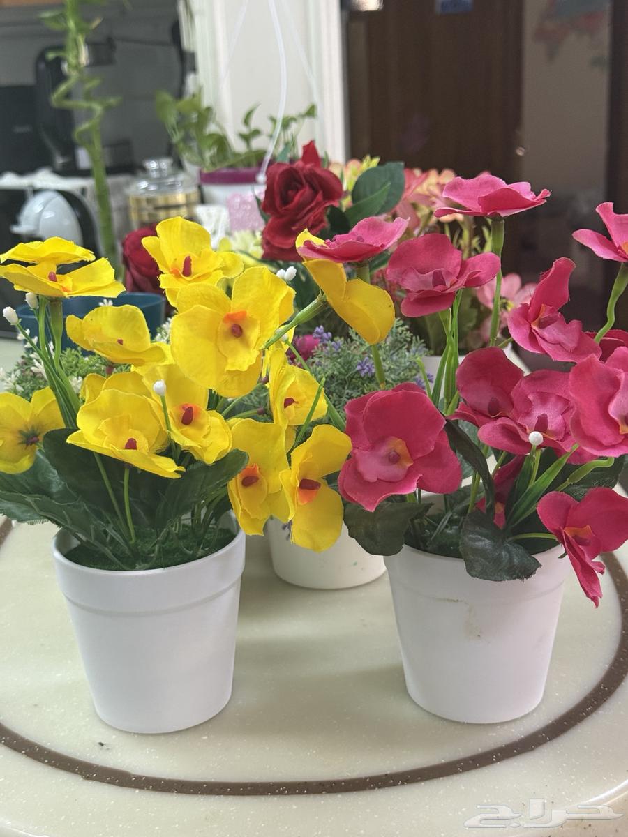 ورد زينة و ارفف64437004898563113