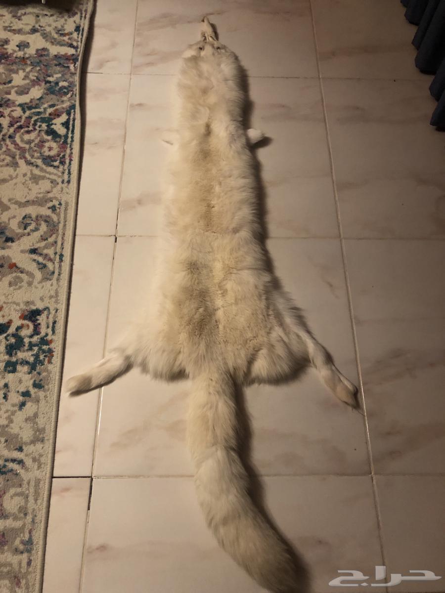 فروت الذئب الابيض الروسي64433859799169110