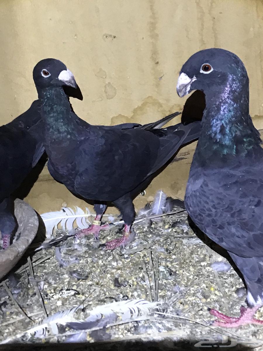 زوج هومر . وفردتين اناثي هومر مستوى توب وزوج لونق فيس64434578444163111