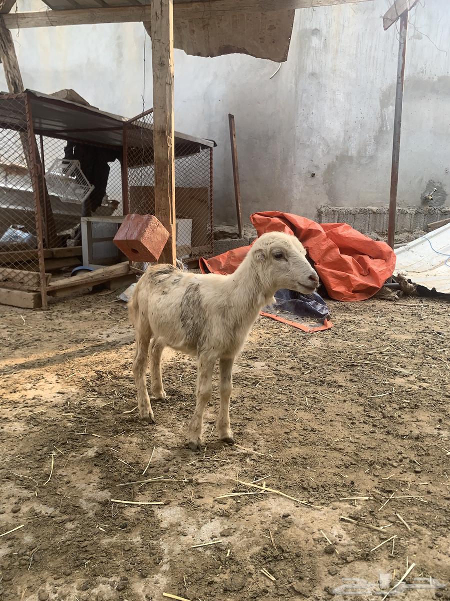 ثنتين رخيل64433726554883112