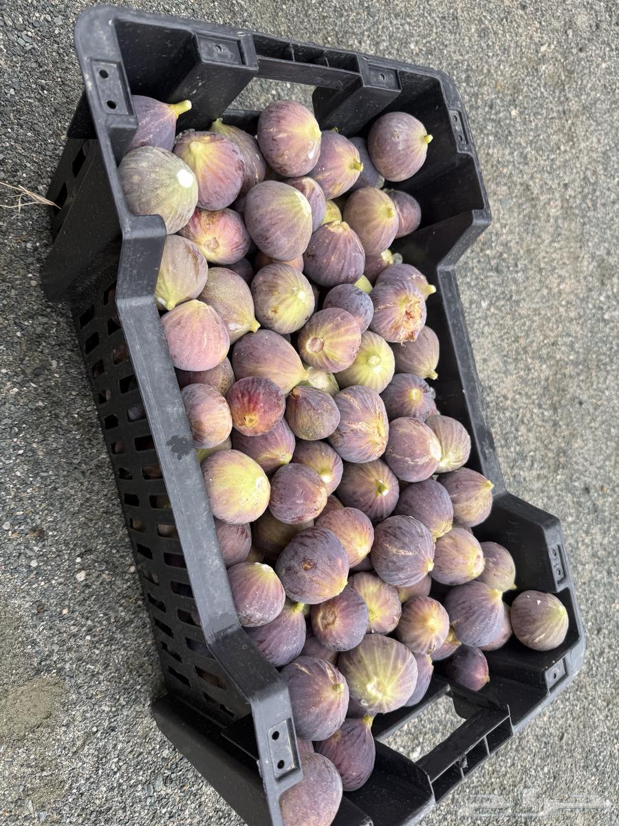 تين احمر خلف عسير مول64436869973251110