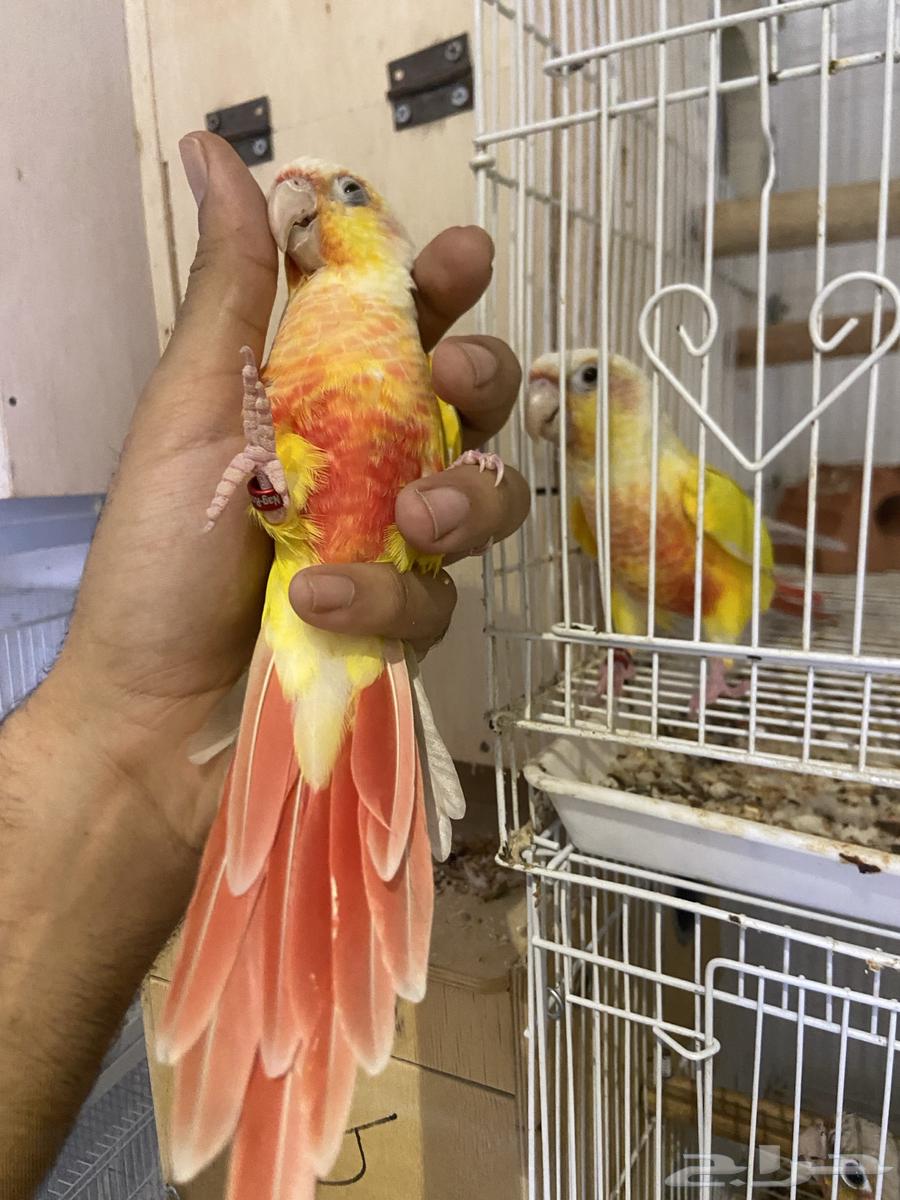 A pair of Sun Cheek products64436159453315112