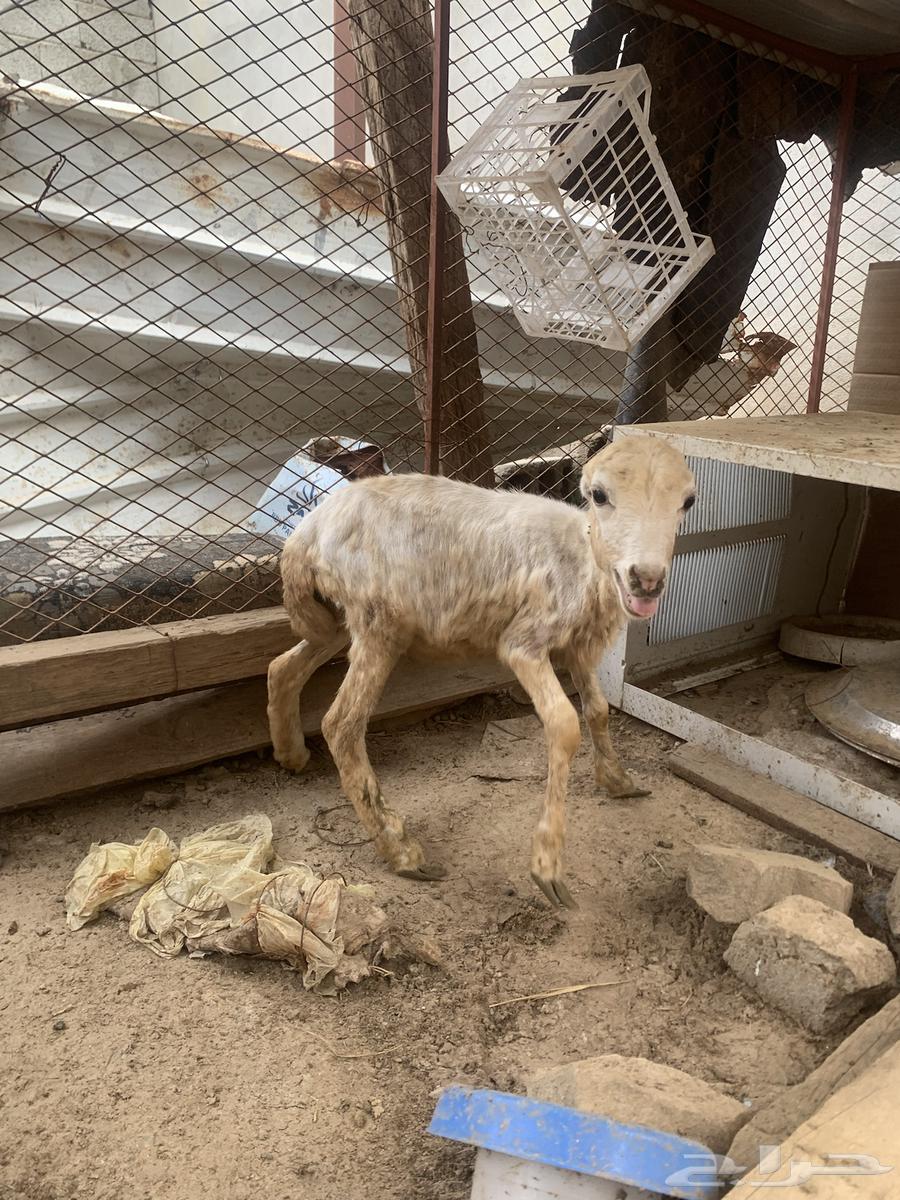 ثنتين رخيل64433726554883113