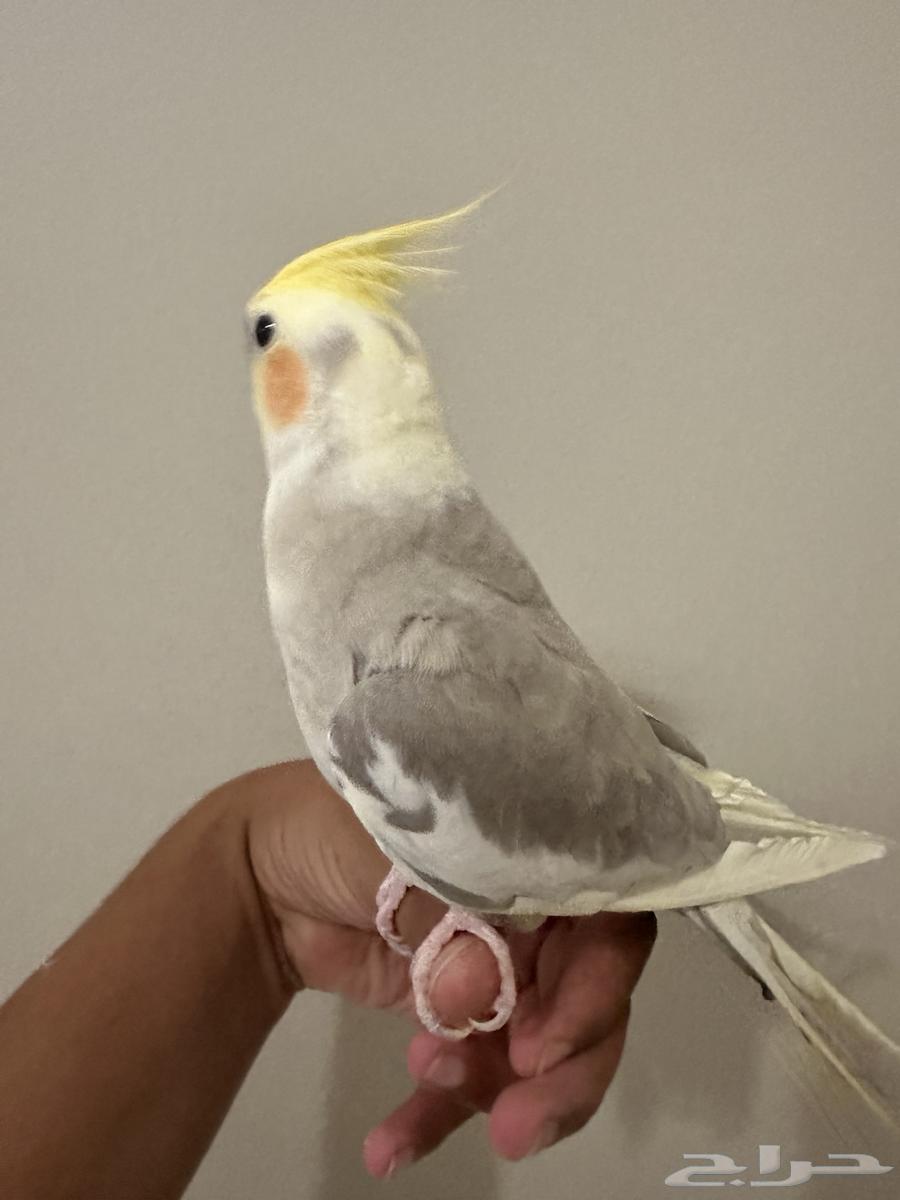 البيع64439664701953113