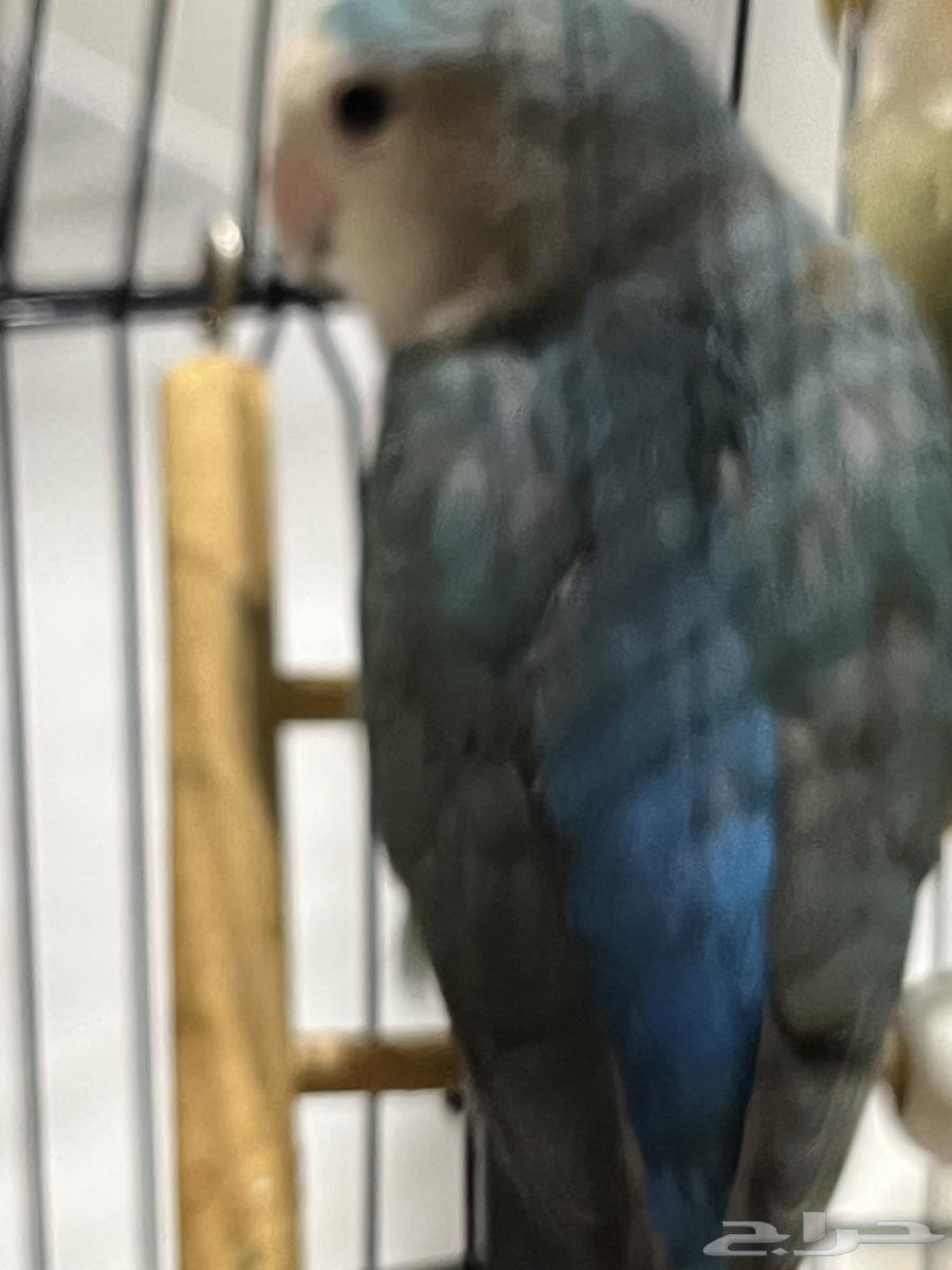 A beautiful, tame bird that dances and talks64434429041411112