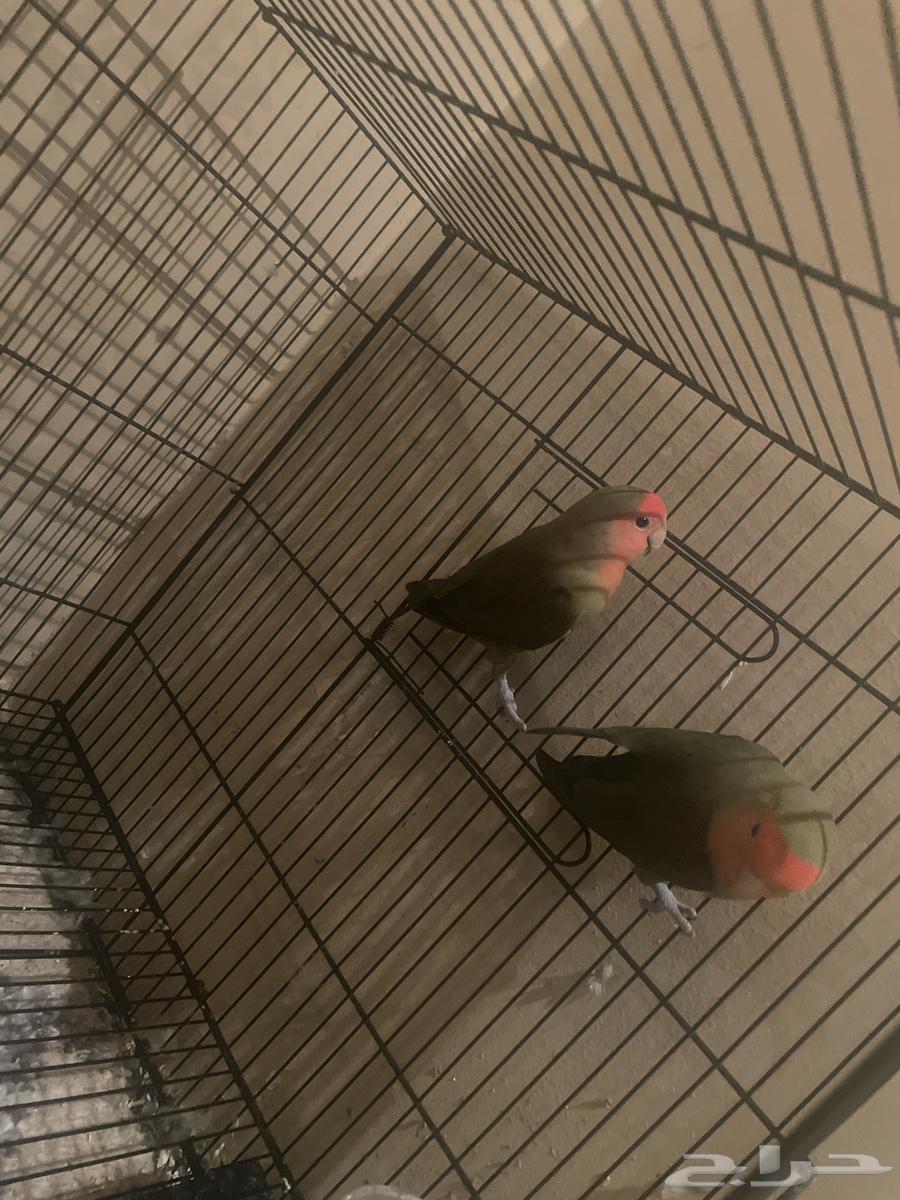 Pair (Male - Female)64441185513091110