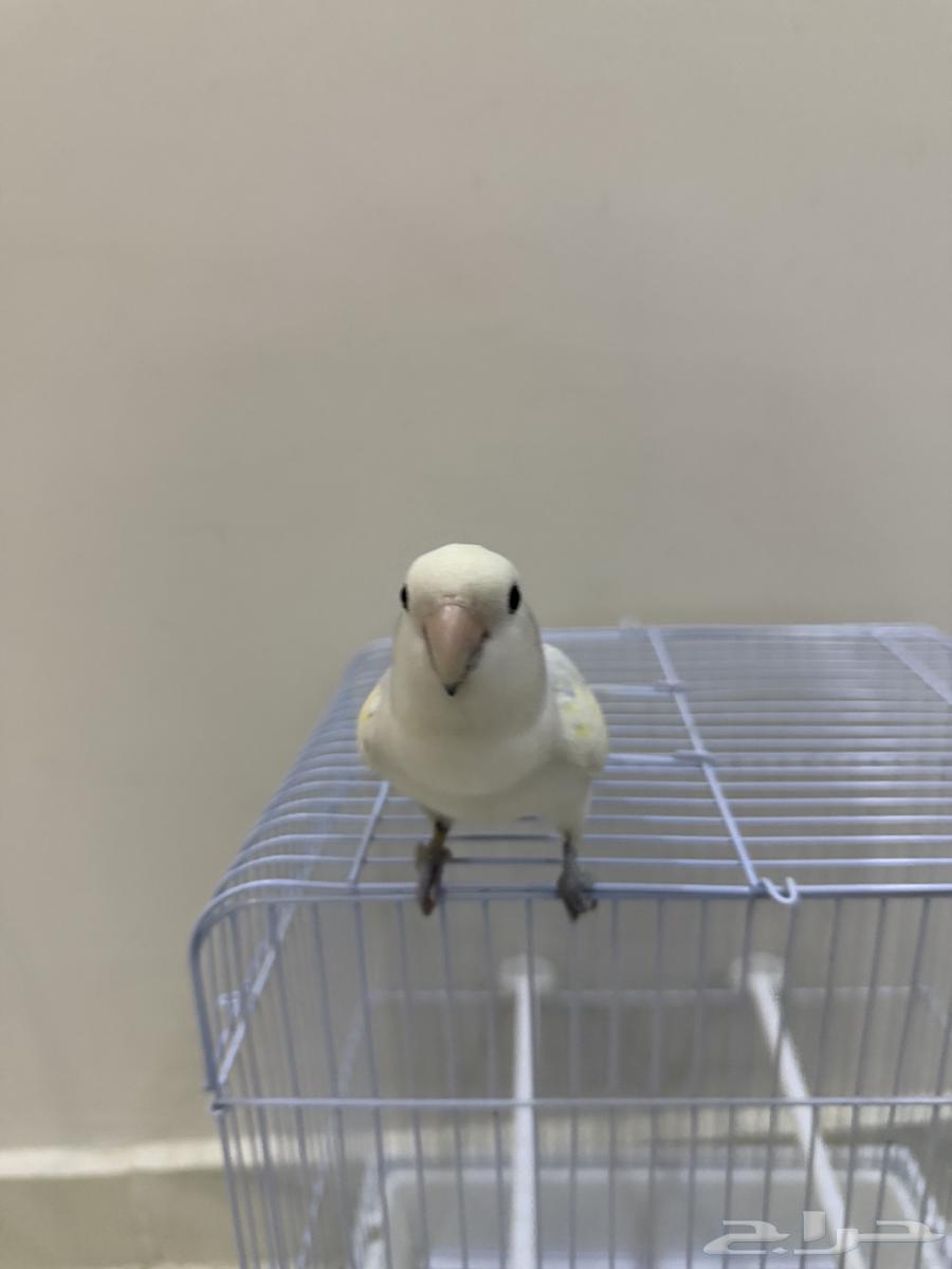 طير روز64438820673793112