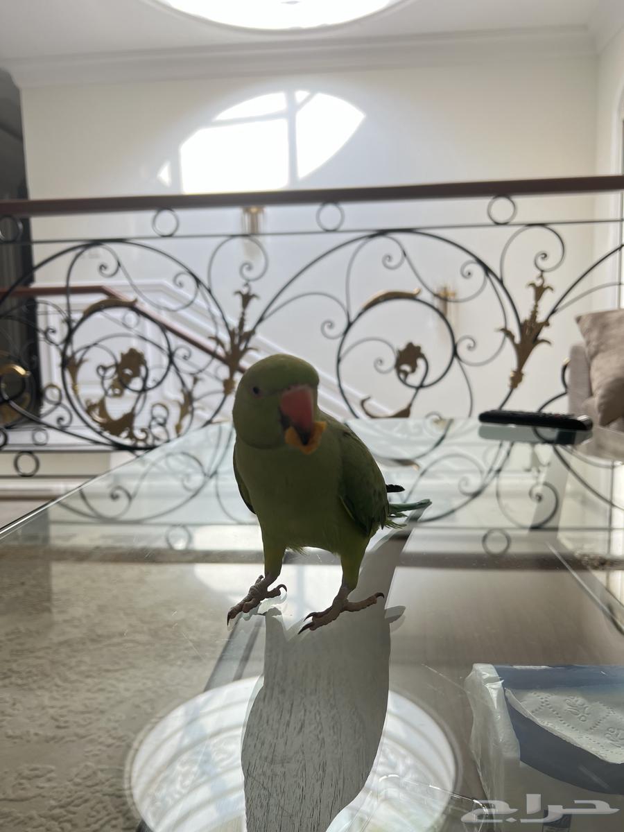 بيع درة عمره من 5 الى 6 شهور64437584863747114