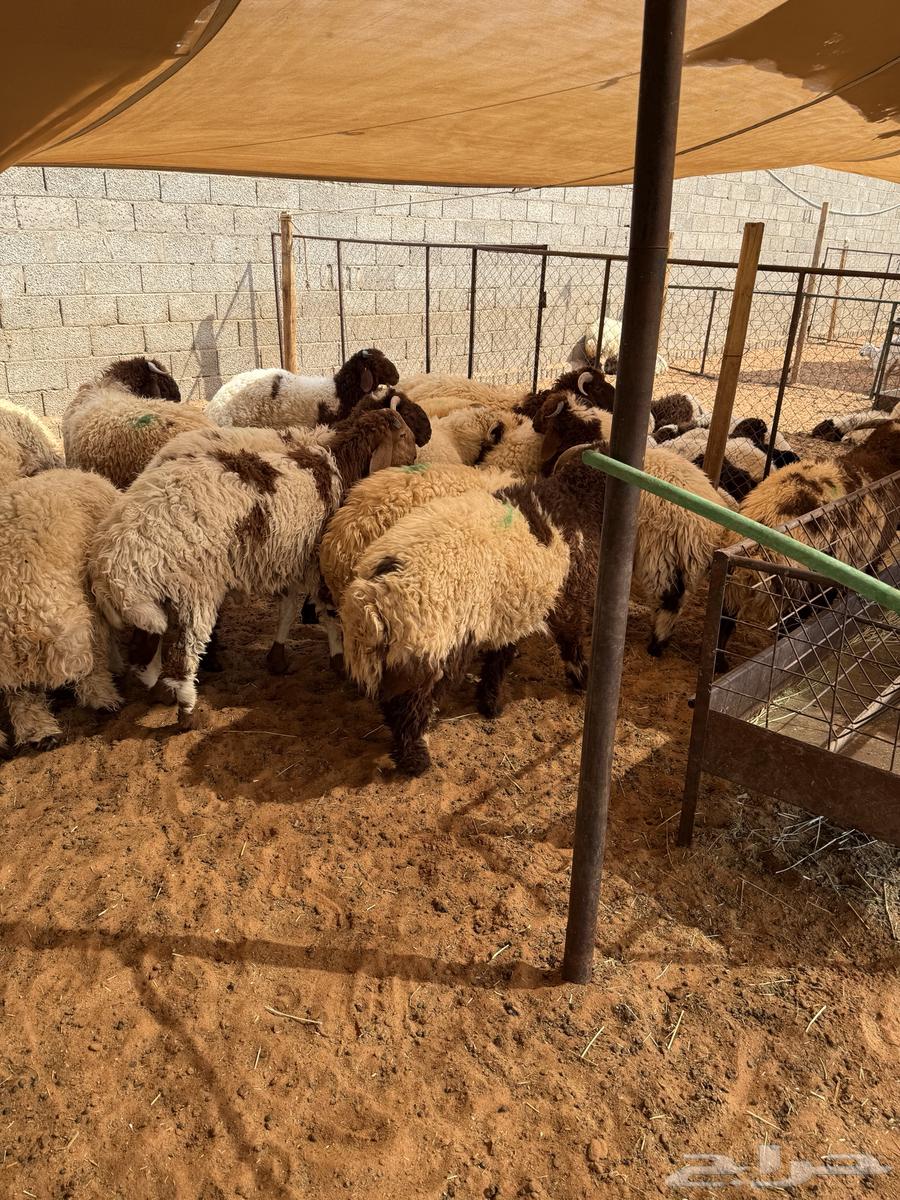 نعيم بلدي جبر وهرفي 100 تقييم64439064781187112