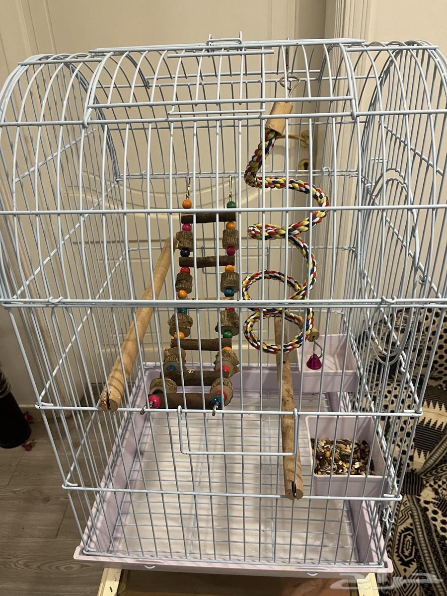 بغبغاء امازوني بلو فرنتد64441458545027113