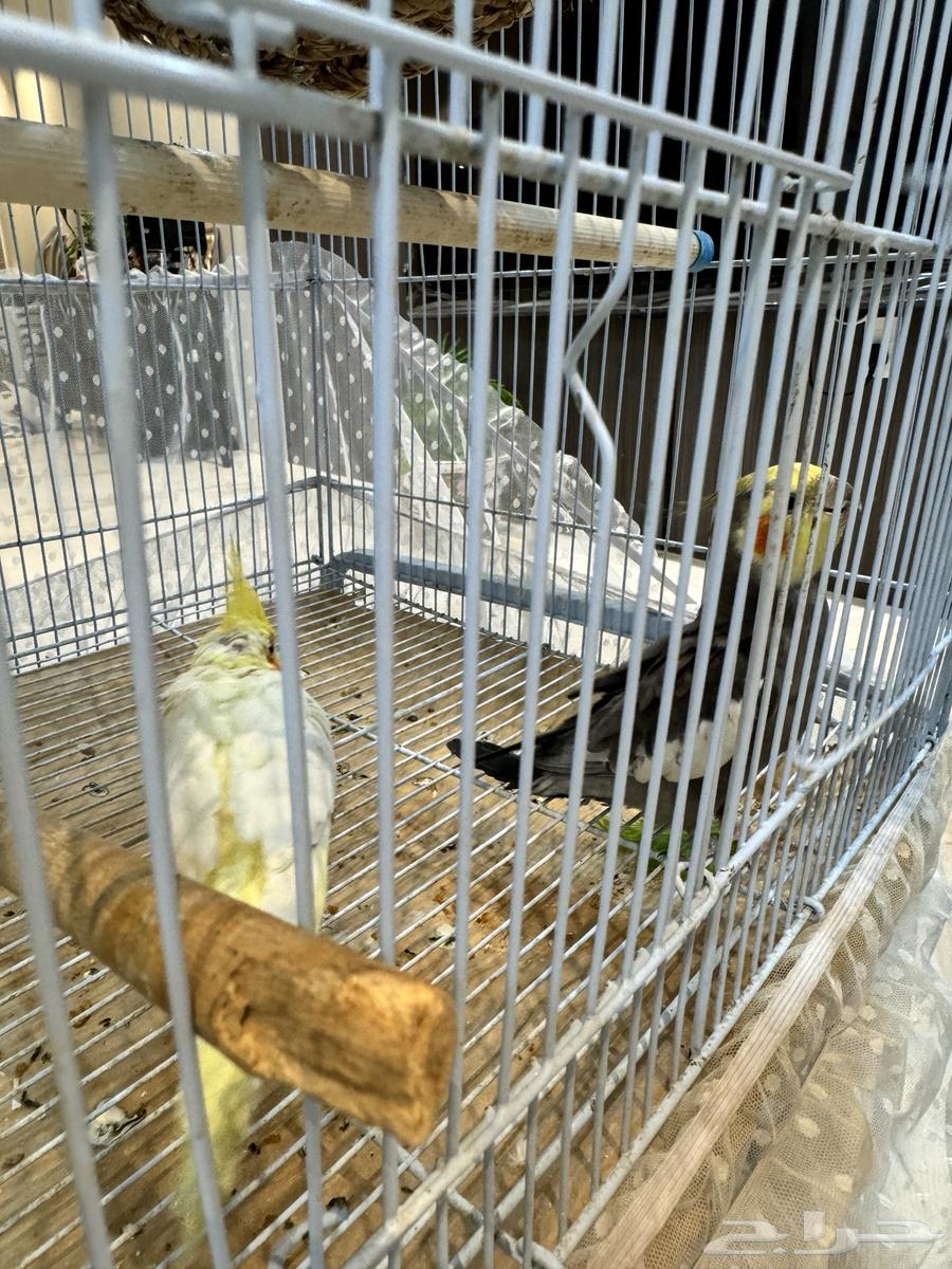 Crown Pair64440465250945110