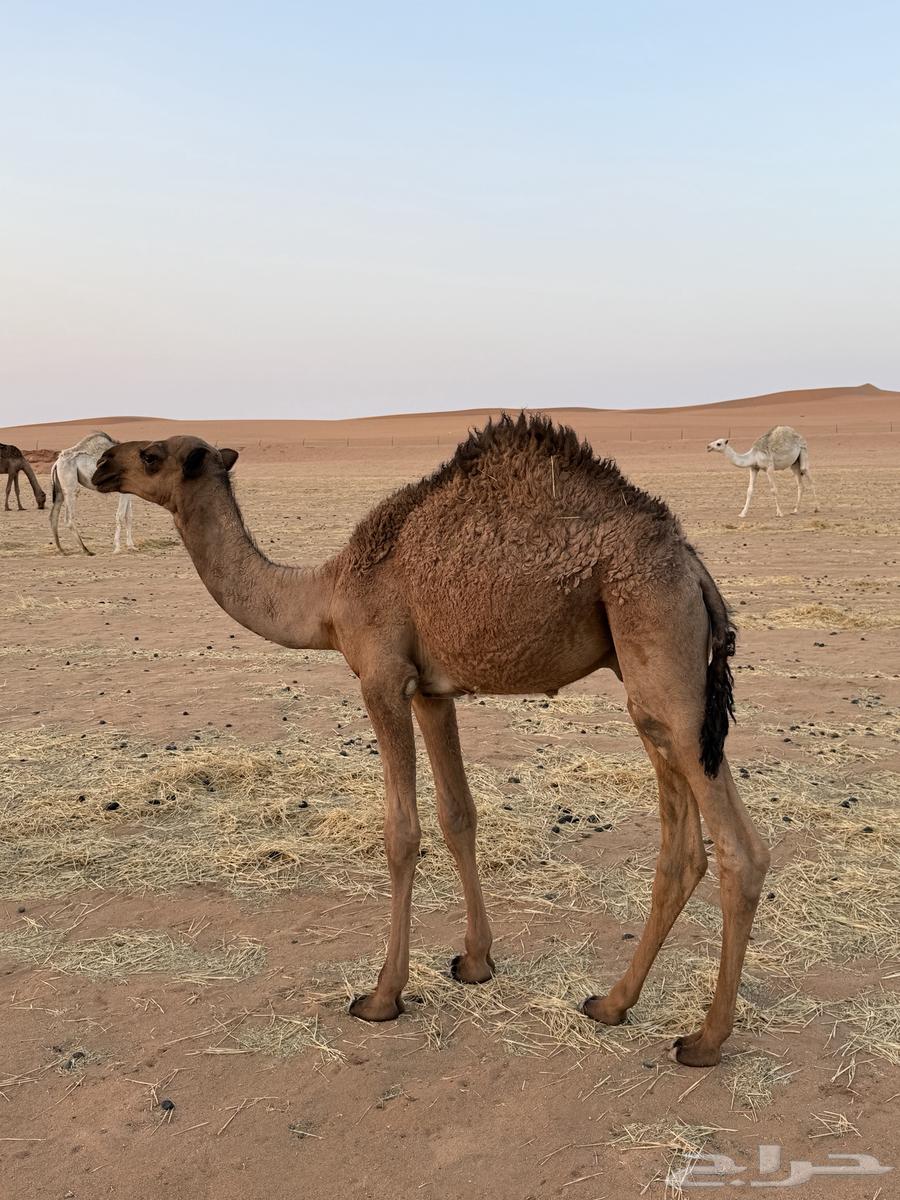 Filling for sale64440628963073112