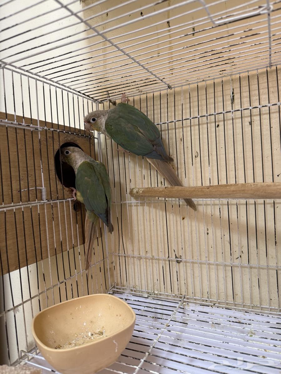 تم البيع64440968475522110