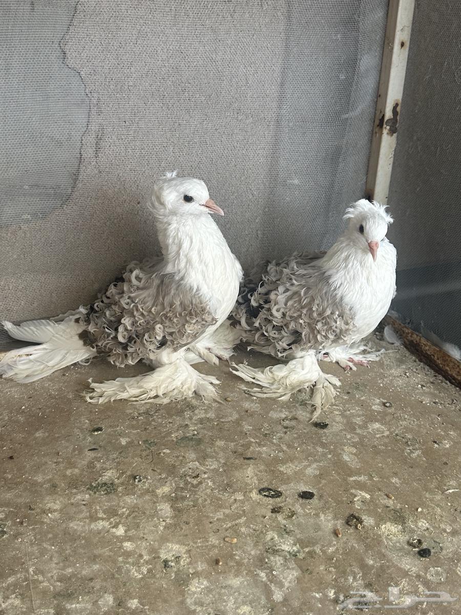 انثتين مفتل للبيع64435463426178112