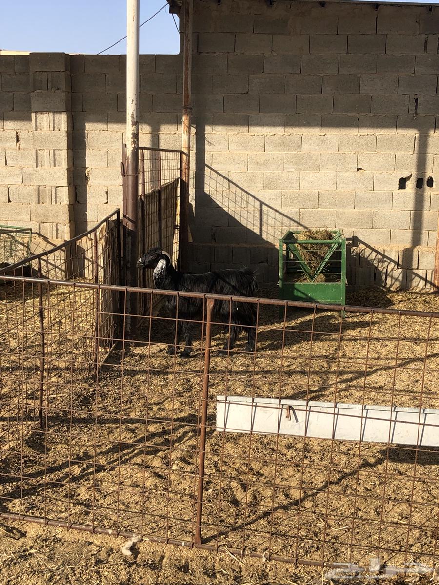 عنز جفرة ثنيه سمين وطيبه تم البيع64435054380291111