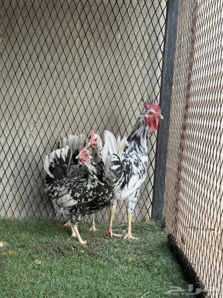 طقمين فواخر شبابي و ماكنتوش64439334248449110