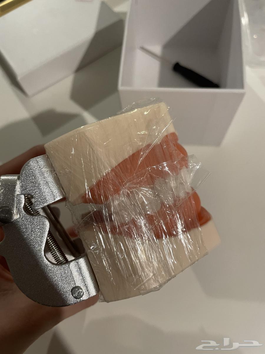 Jaw Model64452374484225112