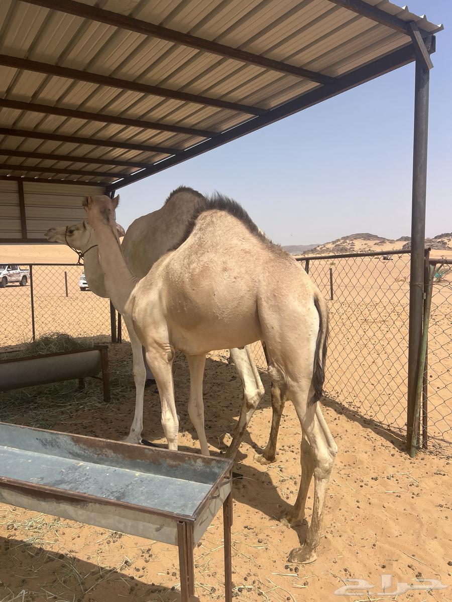 Excellent local lamb, full of fat, taken from under its mother for sale, contact 05340726564435930545282113