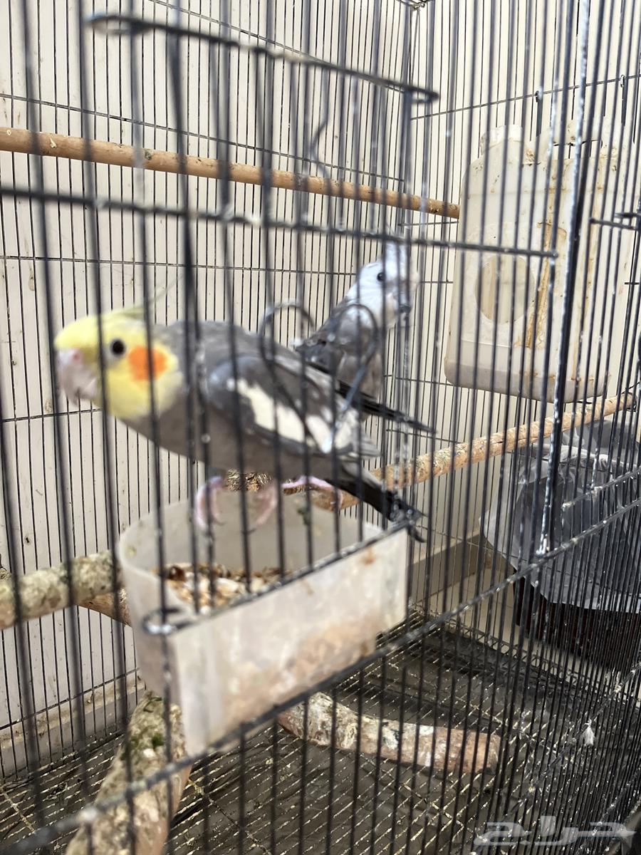 طيور كروان للبيع64437328635267110