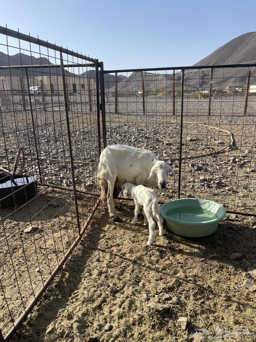 ( تم البيع )حرية والد تحتها رخل64439037034626112